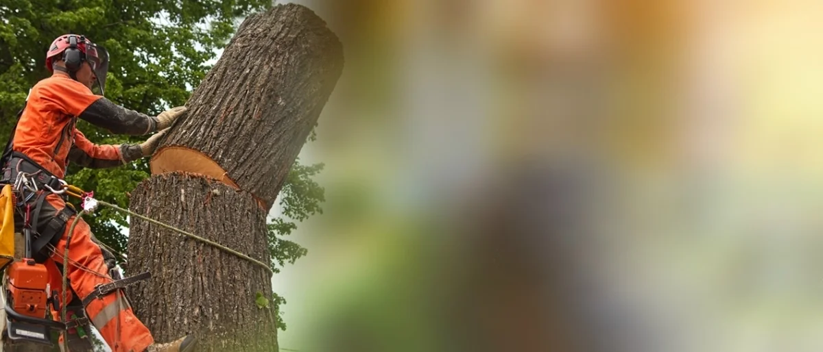 Professional tree service crew and equipment footer background