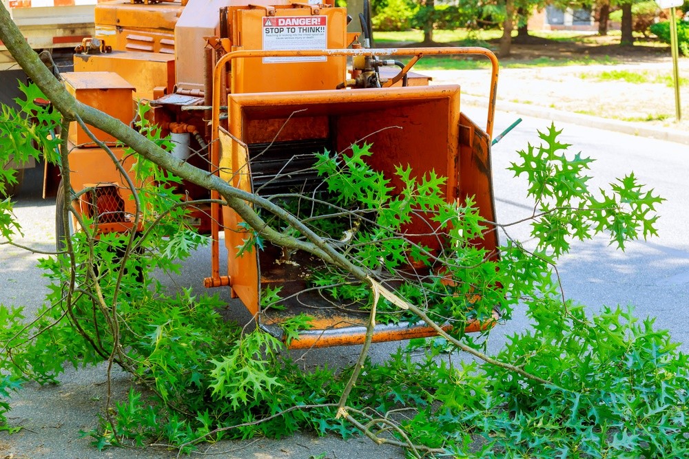 Cut logs and tree cleanup work after removal