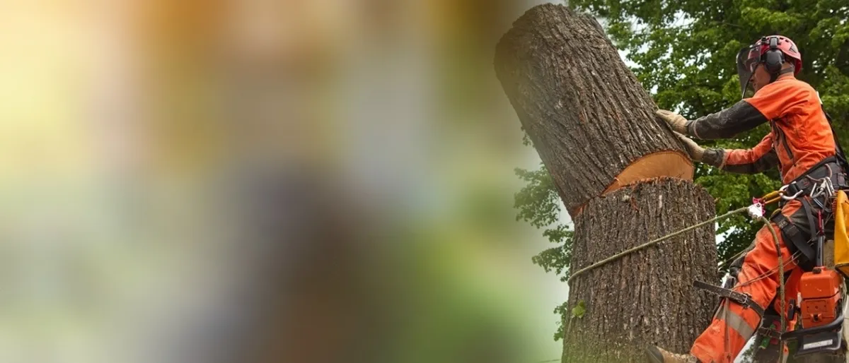 Arborist trimming a large tree canopy above a residential property