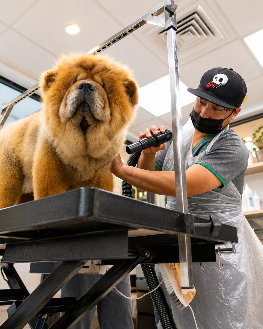 Professional groomer attending to a Chow Chow on a grooming table