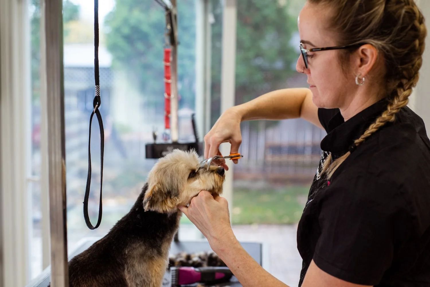Professional dog groomer trimming a dog's coat in a grooming salon