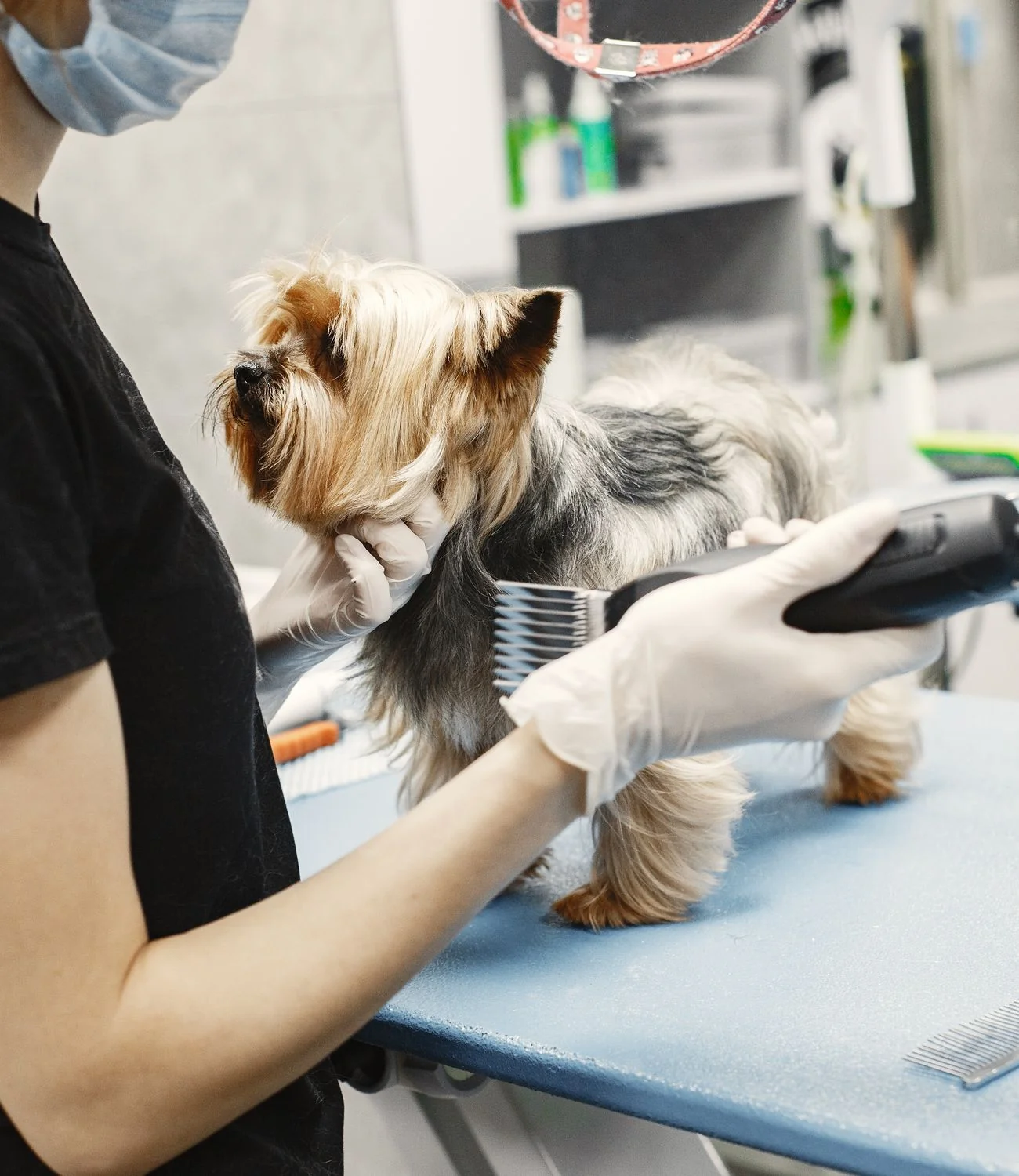 Dog groomer bathing a small dog in a professional grooming salon